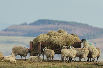 Wall Mural - A mixed flock of Swaledale sheep and mule sheep feeding on open moorland from a red metal trough in early Spring.  Yorkshire Dales, UK.  Horizontal.  Copy space