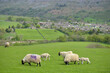 Lambs in Swaledale, Yorkshire Dales