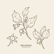 Hand drawn belladonna plant illustration