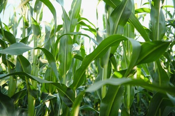 Wall Mural - Green field of young corn under the sunlight