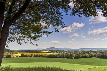 Wall Mural - Panoramic view of rapeseed field during the springtime