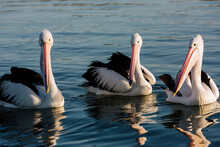 3 Pelicans Floating On Lake Alexandrina