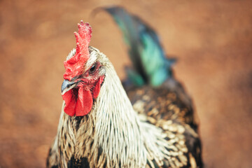 Wall Mural - colorful rooster