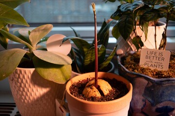 Wall Mural - Beautiful shot of different plants near the window