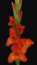 Time Lapse Of Opening Red Gladiolus Flower With ALPHA Transparency Channel Isolated On Black Background, Vertical Orientation