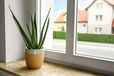 Fototapeta  - Green aloe vera in pot on marble windowsill indoors, space for text. Beautiful houseplant