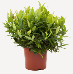 Wall Mural - Leucothoe plant in tile-colored flowerpot on isolated white background, selective focus shot.