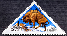 Soviet Union - Circa 1973 : Cancelled Postage Stamp Printed By Soviet Union, That Shows European Bison Bison Bonasus .