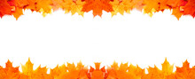 Frame Of Orange Maple Leaves On White Background. Banner. Autumn, Fall Design. Copy Space For Text.