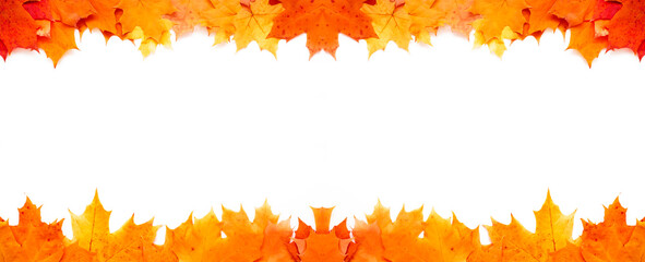 frame of orange maple leaves on white background. banner. autumn, fall design. copy space for text.
