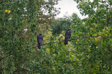 Two crows are sitting on a branch in the pouring rain.