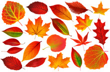 Collection Of 25 Red Autumn Tree Leaves On White Background. Digital Illustration