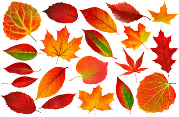Wall Mural - Collection of 25 red autumn tree leaves on white background. Digital illustration