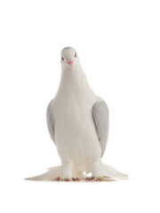 Canvas Print -  lahore pigeon isolated on white background