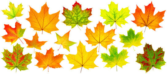 Wall Mural - Collection of multicolored maple tree leaves (red, orange, yellow, green) isolated on white background. Digital illustration
