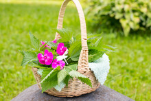Green nettles in a basket. Collecting greenery