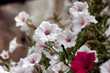 white petunia flowers close up, flowers background