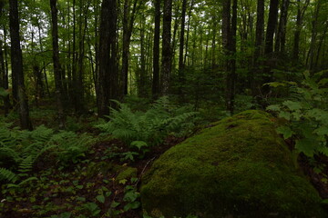 Wall Mural - A forest in summer after the rain, Sainte-Apolline, Québec, Canada