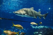 Sand Tiger Shark (Carcharias Taurus) In Ripley's Aquarium Of Canada