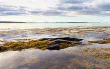 View Of Penobscot Bay In Maine At Low Tide With Rocks And Seaweed Exposed.