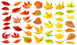 Leinwandbild Motiv Collection of multicolored autumn tree leaves (red, orange, yellow, green) fallen to the ground with shadow isolated on white background. Digital illustration