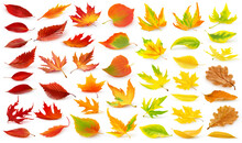 Collection Of Multicolored Autumn Tree Leaves (red, Orange, Yellow, Green) Fallen To The Ground With Shadow Isolated On White Background. Digital Illustration