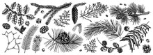Christmas Botanical Illustrations. Vintage Winter Tree, Evergreen Plants, Conifers And Nuts Drawings. Vector Sketches Of Winter Plants For Wrapping Paper, Greeting Cards, Banners, Packaging, Stickers