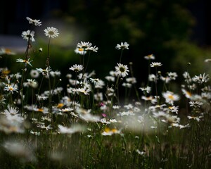 Poster - Selective focus shot of beautiful daisy flowers growing in field with blurred background