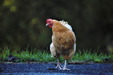 Sticker - closeup selective focus shot of brown hen on rural street on blurry background of green grass