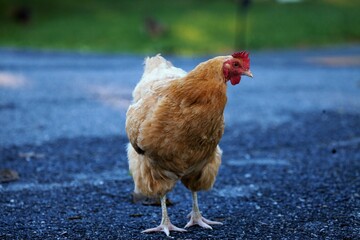 Canvas Print - closeup selective focus shot of brown hen on rural street on blurry background of green grass