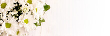 Bouquet Of White Chamomile Chrysanthemums On White Background Banner With Copy Space. Wide Panoramic Header. Gift Flowers Basket For The Holiday