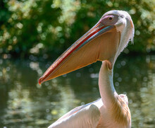 Portrait Of A Pelican