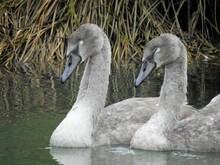 Two Young Gray Swans On The Water