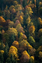 Japanese Maple Tree In Autumn