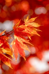 Sticker - Japanese maple tree leaves in Autumn