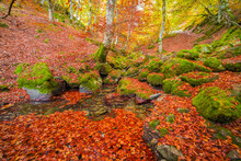 Mossy Stones Near Pond In Autumn Forest