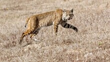 Wide Shot Of A Bobcat Walking Across A Dry Field