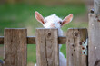 © Светлана Лазаренко - Goat on a rural farm close-up. A funny interested white goat without a horn peeks out from behind a wooden fence. The concept of farming and animal husbandry. Agriculture and dairy production.