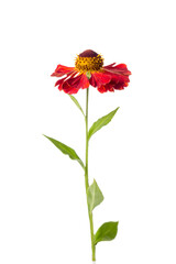 Helenium red flower isolated on white background