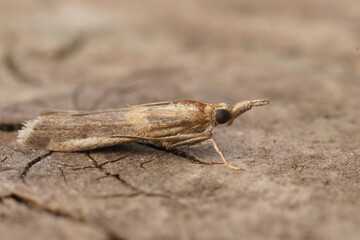 closeup on the small mediterranean gold-banded etiella moth, etiella zinckenella