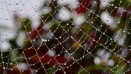 spider web with dew drops