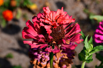 Wall Mural - fading zinnia flower close-up in the garden on a sunny day. living and dead petals. completion of fl