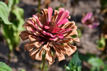 Wall Mural - fading zinnia flower close-up in the garden on a sunny day. living and dead petals. completion of fl