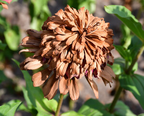 Wall Mural - a faded dry zinnia flower close-up in the garden on a sunny day. completion of flowering. natural be