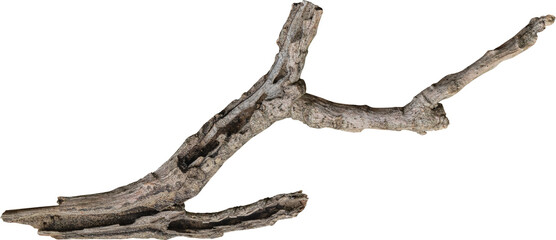 dry branch tree naturally.