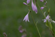 © Ashley Kaye - Purple Flower From A Hosta