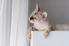 Young Domestic Cat Of Light Color Lies On The Surface, Looking To The Side. Bengal Breed Snow Lars