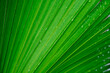 © Tetra Images - Close-up of green palm leaf with rain drops