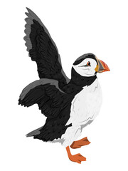 Wall Mural - The Atlantic Puffin takes off. Realistic Fratercula arctica or common puffin birds in different poses. Vector birds	