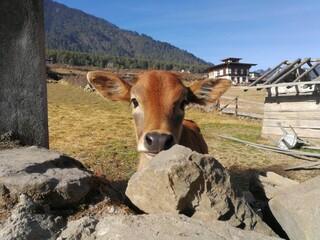 Wall Mural - Closeup of a cute brown calf looking from behind a stone barrier at a farm